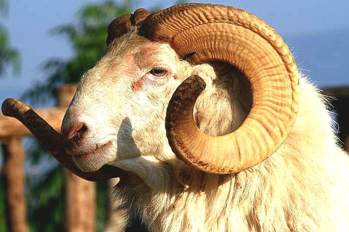 Domba Garut Dipasngi Chip, Upaya Pemkab Jaga Keaslian Genetik