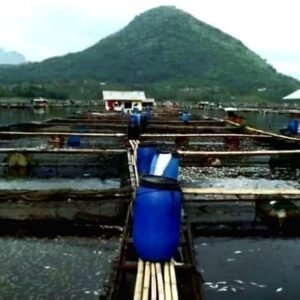 Kadiskanak Sebut Potensi Perikanan Air Tawar Purwakarta Bisa Capai Triliunan Rupiah