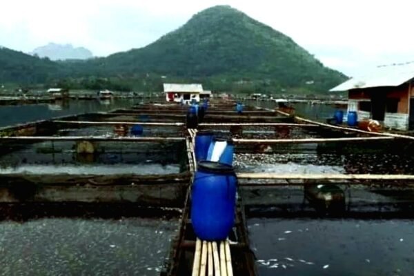 Kadiskanak Sebut Potensi Perikanan Air Tawar Purwakarta Bisa Capai Triliunan Rupiah