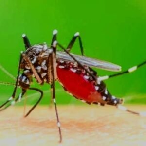 Dinkes Sampaiakan DBD di Kota Tasikmalaya Meningkat Capai 500 Kasus