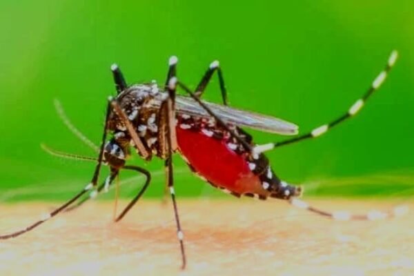 Dinkes Sampaikan DBD di Kota Tasikmalaya Meningkat Capai 500 Kasus
