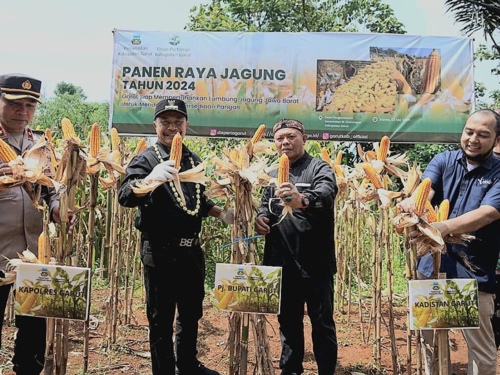 Desa Pangeureunan Panen Raya Jagung, Kadistan Ngaku Beri Fasilitas dan Program untuk Dukung Pengembangan Kawasan Korporasi Jagung