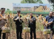 Desa Pangeureunan Panen Raya Jagung, Kadistan Ngaku Beri Fasilitas dan Program untuk Dukung Pengembangan Kawasan Korporasi Jagung