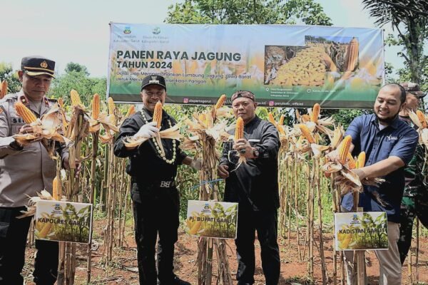 Desa Pangeureunan Panen Raya Jagung, Kadistan Ngaku Beri Fasilitas dan Program untuk Dukung Pengembangan Kawasan Korporasi Jagung