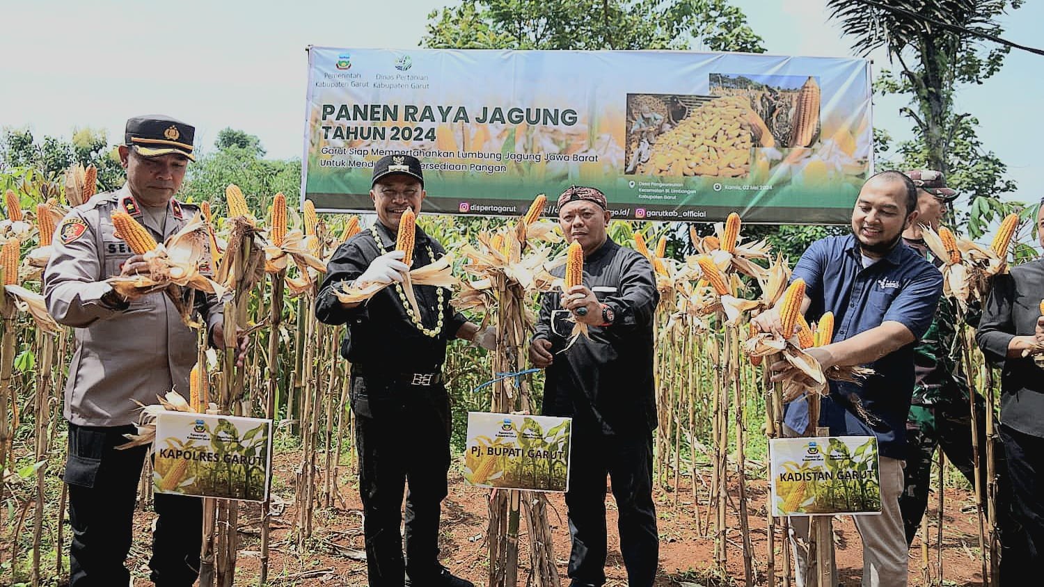 Penjabat (Pj) Bupati Garut, Barnas Adjidin, turut serta dalam pelaksanaan Panen Raya Jagung di Desa Pangeureunan, Kecamatan Limbangan, Kabupaten Garut, pada Kamis (02/05/2024)