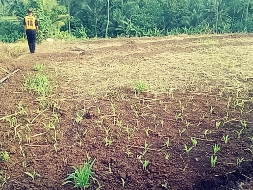 Petani Menjerit Kekurangan Air, Sekdis PUTR KBB “D.I Rajamandala Sudah Diajukan Melalui DAK ke Pusat”