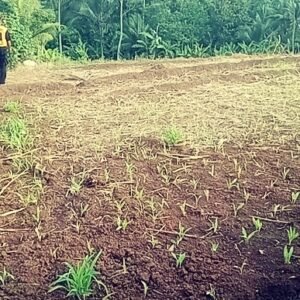 Petani Menjerit Kekurangan Air, Sekdis PUTR KBB Sebut Itu Permasalahan Kelasik "Ketergantungan Anggaran"