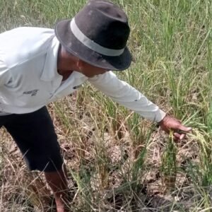 Jabar Siaga Darurat Kekeringan, 12 Daerah Terdampak dan 1 Daerah Berstatus Tanggap Darurat