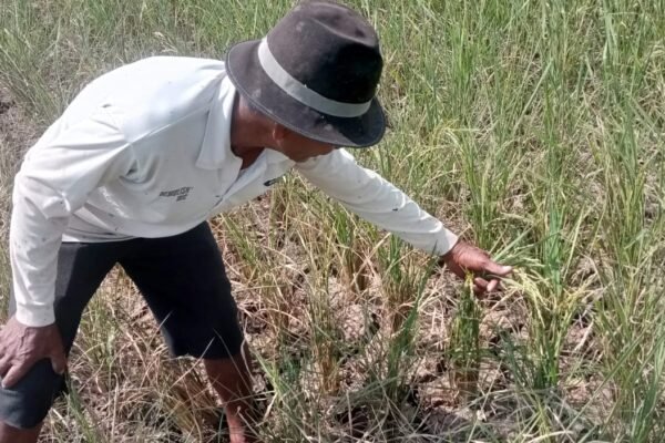 Petani Cipatat Menjerit, Hektaran Sawah Gagal Panen