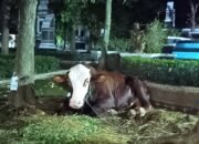 Penyembelihan Hewan Kurban dan Distribusi Daging Sesuai Syariat Agama di Purwakarta