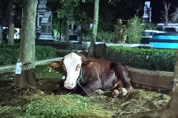 Penyembelihan Hewan Kurban dan Distribusi Daging Sesuai Syariat Agama di Purwakarta