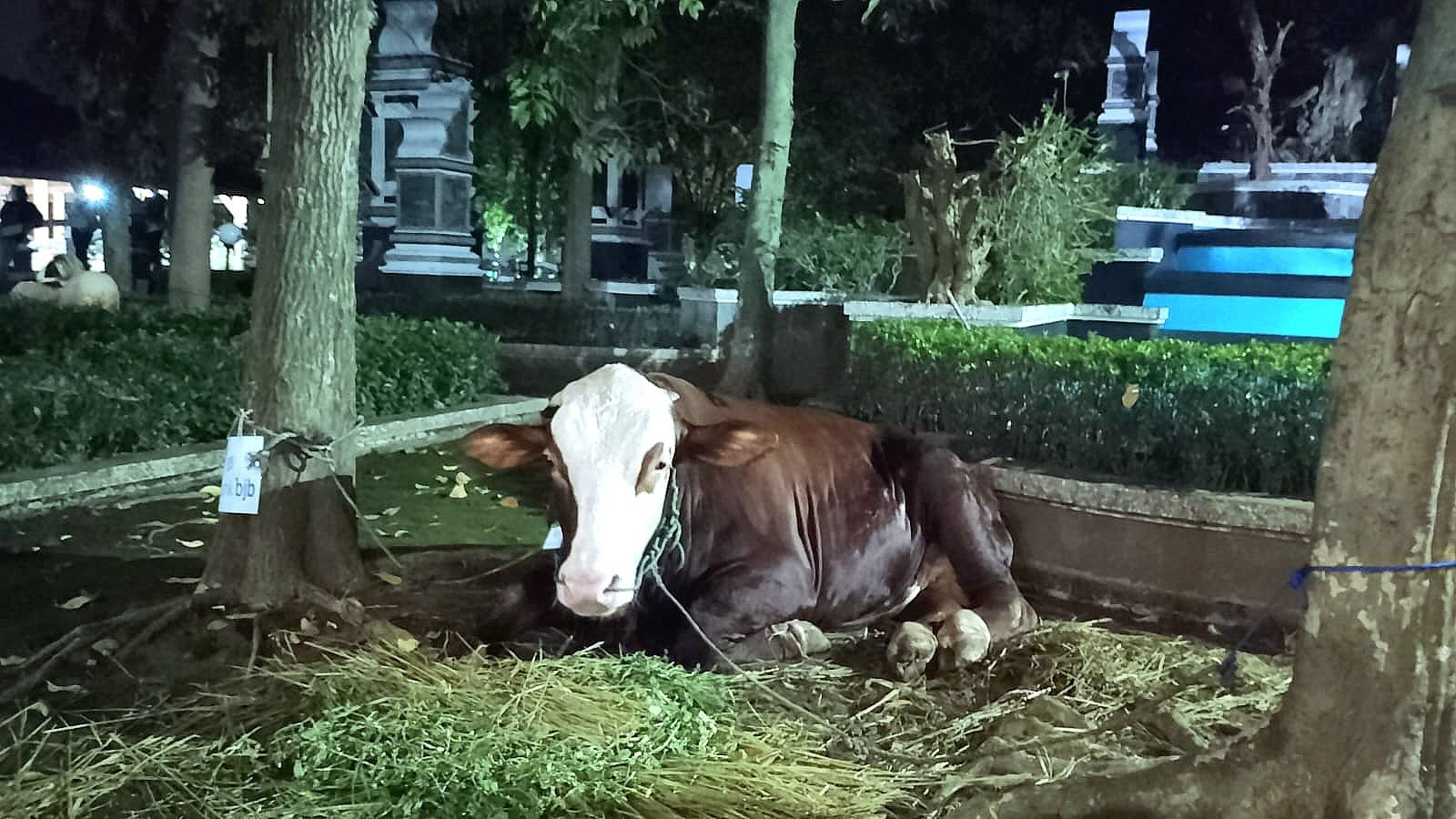 Penyembelihan Hewan Kurban dan Distribusi Daging Sesuai Syariat Agama di Purwakarta