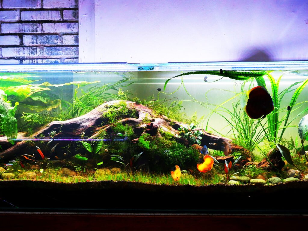 Pengusaha Garut Bandrol Aquascape Ini Dengan Harga 25 Juta Rupiah