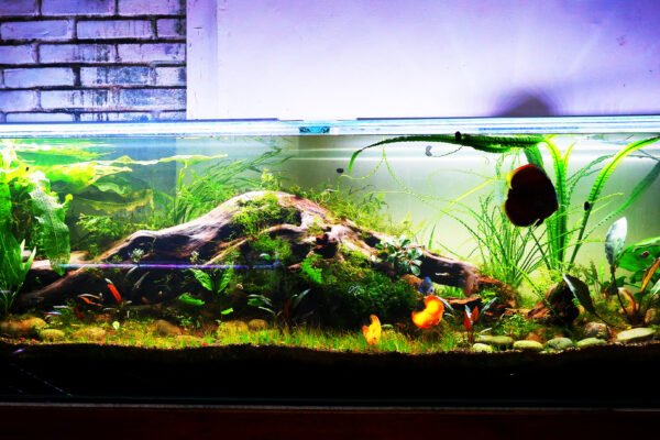 Pengusaha Garut Bandrol Aquascape Ini Dengan Harga 25 Juta Rupiah