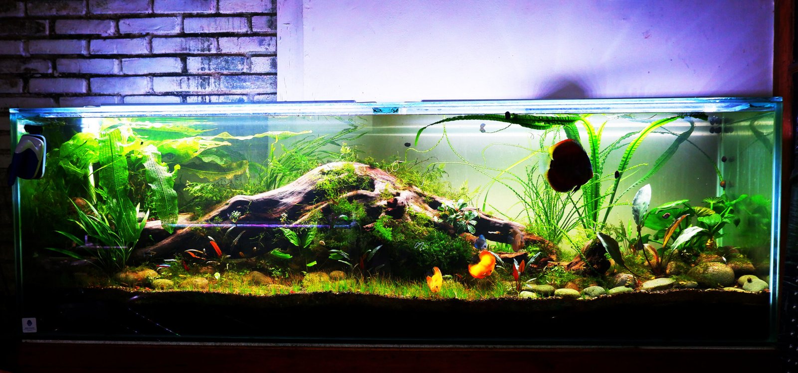 Pengusaha Garut Bandrol Aquascape Ini Dengan Harga 25 Juta Rupiah