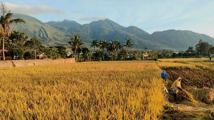 Upaya Pengendalian Hama oleh Pemerintah Provinsi Jawa Barat untuk Mencegah Gagal Panen