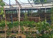 Inovasi dan Motivasi Dalam Meningkatkan Ketahanan Pangan Desa Binakarya