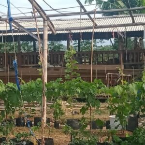 Inovasi dan Motivasi Dalam Meningkatkan Ketahanan Pangan Desa Binakarya