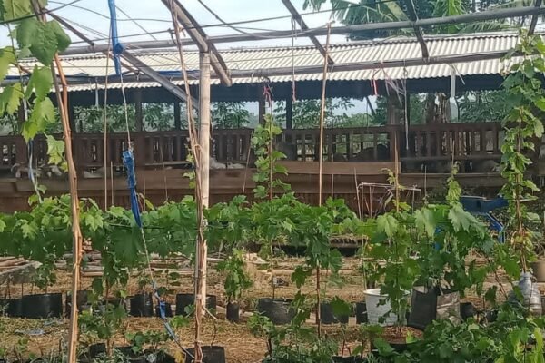 Inovasi dan Motivasi Dalam Meningkatkan Ketahanan Pangan Desa Binakarya