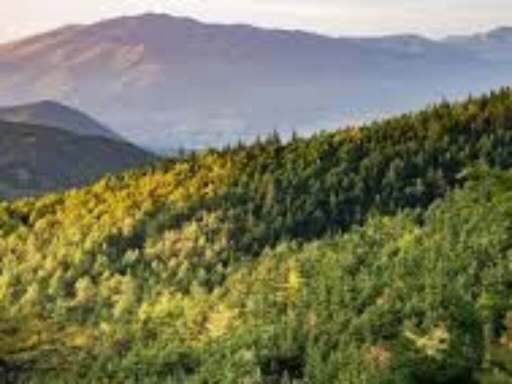 Revisi UU Desa Beri Kewenangan Desa untuk Bangun di Area Konservasi dan Hutan dengan Dana Konservasi