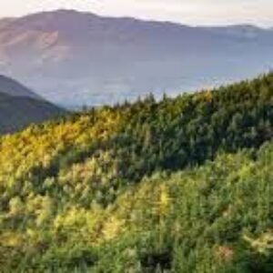 Revisi UU Desa Beri Kewenangan Desa untuk Bangun di Area Konservasi dan Hutan dengan Dana Konservasi kata Kepala BPI Kemendes PDTT.