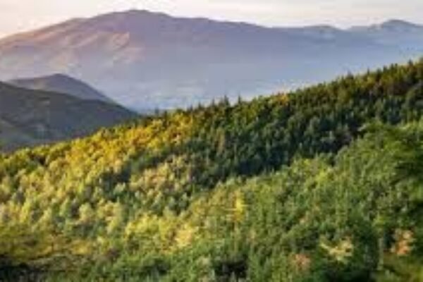 Revisi UU Desa Beri Kewenangan Desa untuk Bangun di Area Konservasi dan Hutan dengan Dana Konservasi