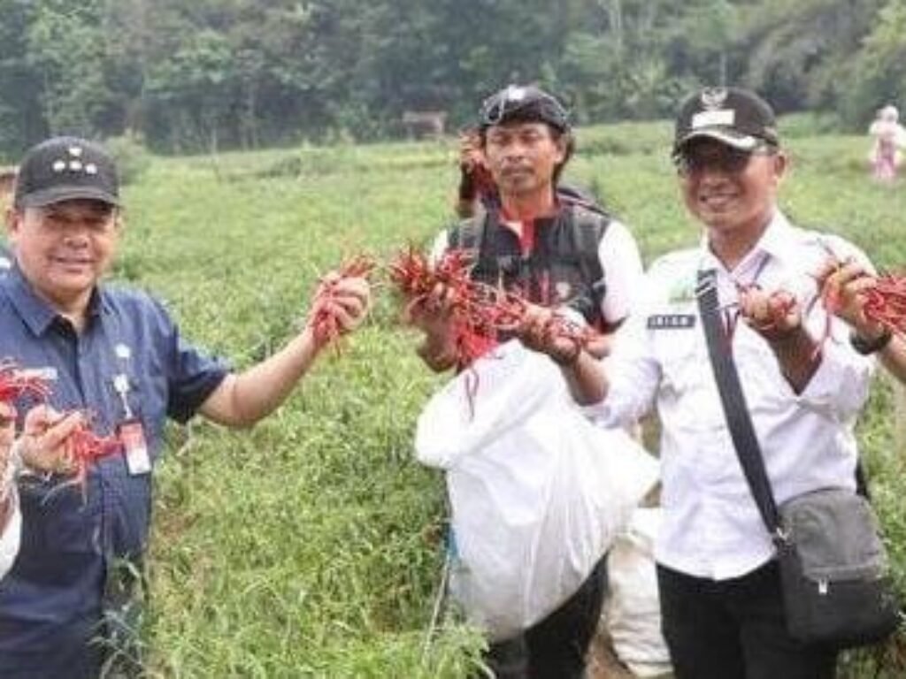 Haga Cabai yang Anjlok, ASN Purwakarta Diminta Beli Langsung dari Petani