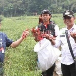 Menanggapi harga cabai yang anjlok akibat panen raya melimpah Pemkab Purwakarta mendorong ASN untuk membeli cabai langsung dari petani.