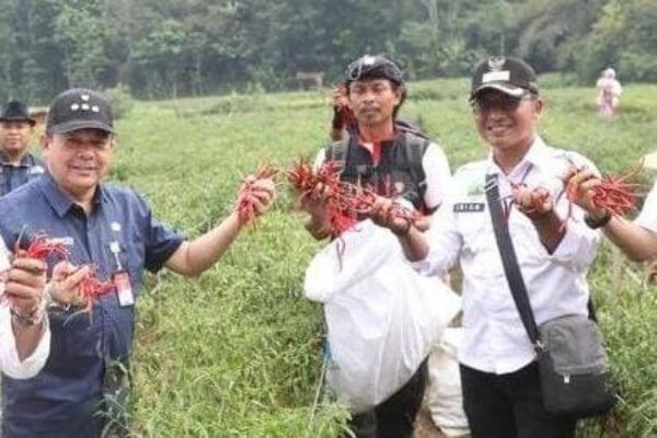 Haga Cabai yang Anjlok, ASN Purwakarta Diminta Beli Langsung dari Petani