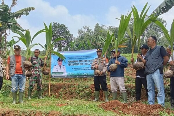Camat Cipeundeuy Dukung Penanaman Kelapa Hibrida di Desa Ciharashas, Dorong Peningkatan Ekonomi Masyarakat