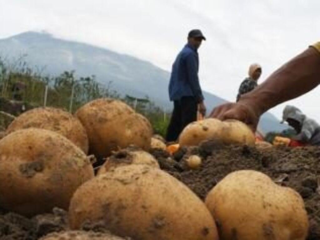 Program UPLAND di Garut Dorong Swasembada Pangan dan Tingkatkan Kesejahteraan Petani Kentang