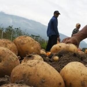 Program UPLAND di Garut Dorong Swasembada Pangan, Garut memiliki potensi besar untuk pengembangan tanaman pangan dan hortikultura.