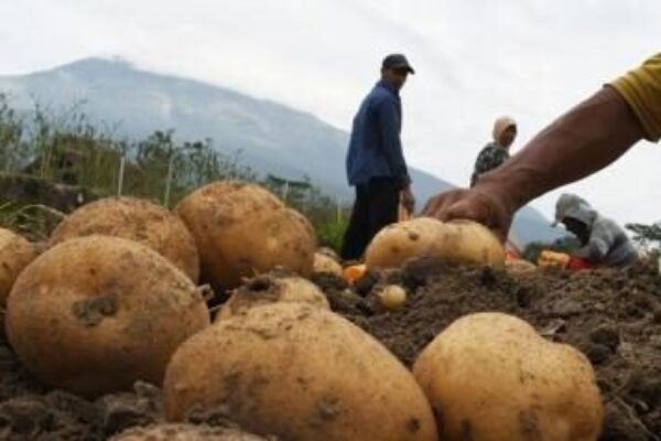 Program UPLAND di Garut Dorong Swasembada Pangan dan Tingkatkan Kesejahteraan Petani Kentang