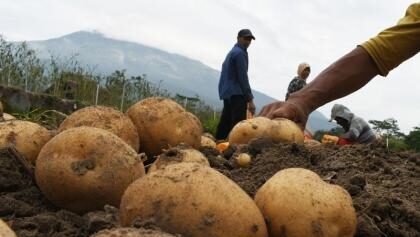 Program UPLAND di Garut Dorong Swasembada Pangan, Garut memiliki potensi besar untuk pengembangan tanaman pangan dan hortikultura.