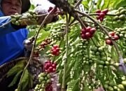 Produksi Kopi Garut Terkendala Tanaman Belum Menghasilkan, Ekspor Tetap Berjalan Lancar