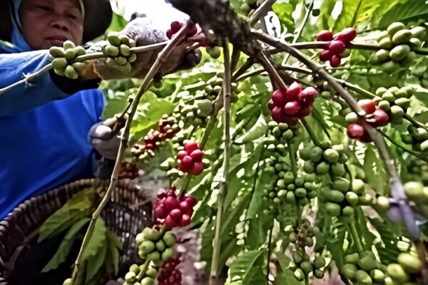 Produksi Kopi Garut Terkendala Tanaman Belum Menghasilkan, Ekspor Tetap Berjalan Lancar