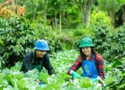 Kementan Buka Pendaftaran Program Petani Milenial Targetkan Pendapatan Lebih dari Rp10 Juta Per Bulan “Ini Cara Daftarnya !”