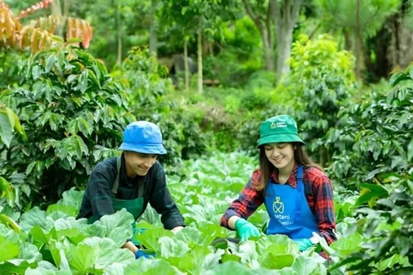 Kementan Buka Pendaftaran Program Petani Milenial Targetkan Pendapatan Lebih dari Rp10 Juta Per Bulan “Ini Cara Daftarnya !”