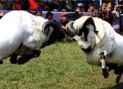 Dorong Pariwisata dan Ekonomi Lokal, Pemkab Garut Komitmen Gelar Seni Ketangkasan Domba Garut Secara Tahunan