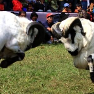 Dorong Pariwisata dan Ekonomi Lokal, Pemkab Garut Komitmen Gelar Seni Ketangkasan Domba Garut Secara Tahunan