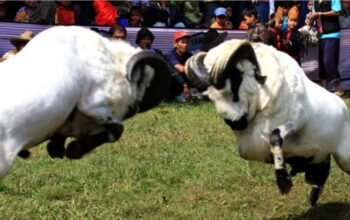 Dorong Pariwisata dan Ekonomi Lokal, Pemkab Garut Komitmen Gelar Seni Ketangkasan Domba Garut Secara Tahunan