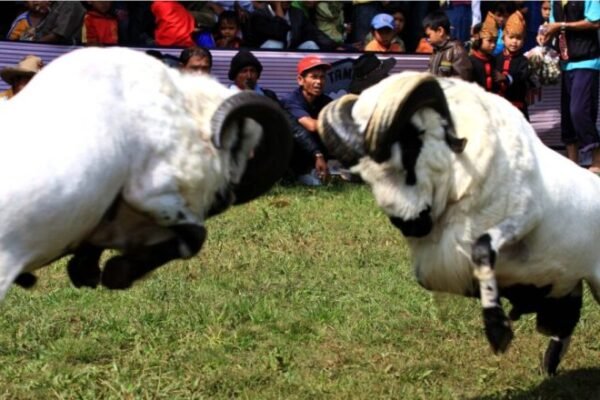 Dorong Pariwisata dan Ekonomi Lokal, Pemkab Garut Komitmen Gelar Seni Ketangkasan Domba Garut Secara Tahunan