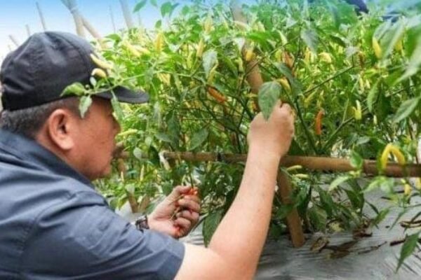 Pj Bupati Purwakarta Panen Cabai dan Sayuran di Kebon Ambu, Dorong Ketahanan Pangan dan Gerakan Pangan Murah