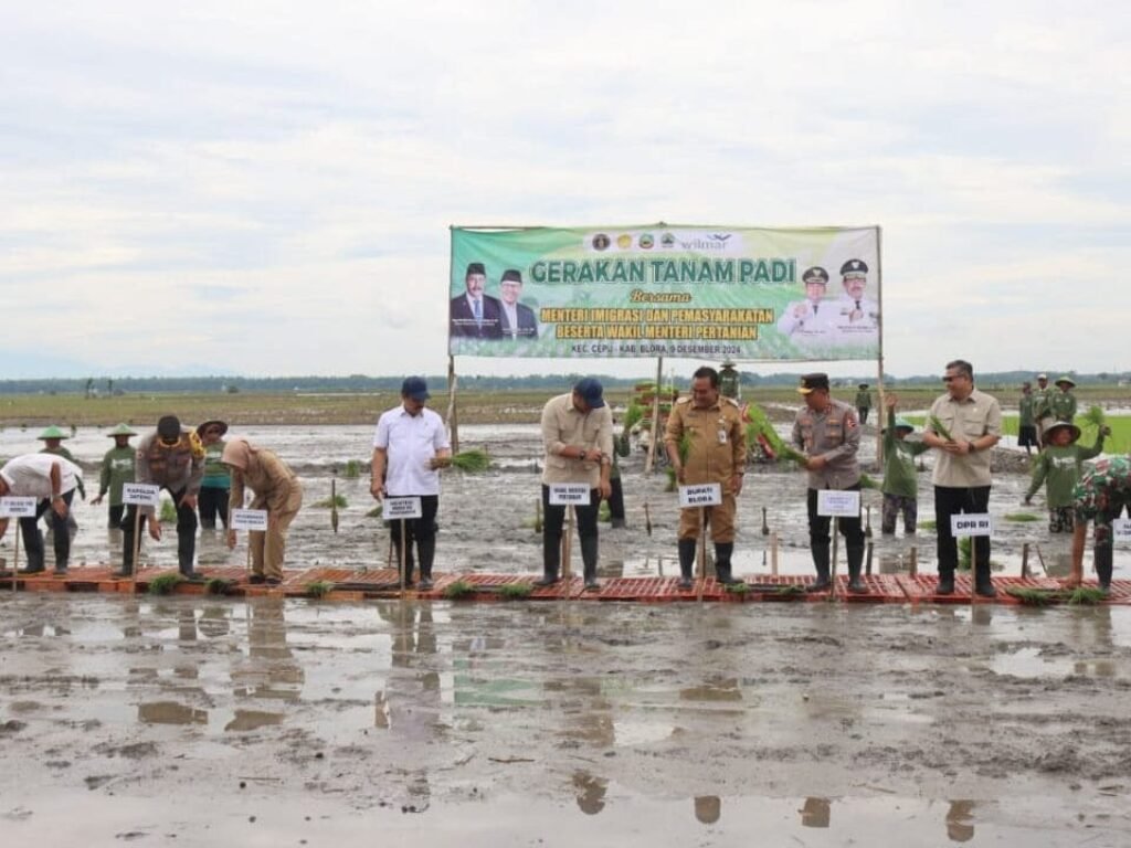 Menteri Imigrasi dan Wamen Pertanian Dukung Swasembada Pangan, Tanam Padi Bareng di Blora