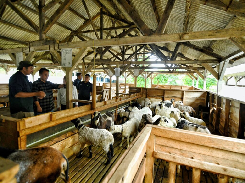 Jawa Barat Tingkatkan Pembibitan Domba Garut untuk Perkuat Ketahanan Pangan