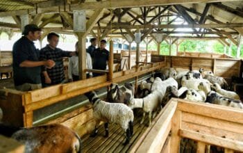 Jawa Barat Tingkatkan Pembibitan Domba Garut untuk Perkuat Ketahanan Pangan, pentingnya peningkatan pembibitan dan pengembangan domba Garut.
