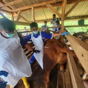 Cegah Penyebaran PMK dan Jaga Ketahanan Ekonomi Peternakan Pj Bupati Garut Pimimpin  Gerakan Ring Vaksinasi PMK di Desa Cilampuyang-Malangbong