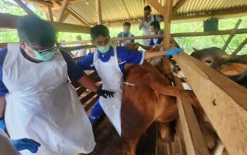 Cegah Penyebaran PMK dan Jaga Ketahanan Ekonomi Peternakan Pj Bupati Garut Pimimpin  Gerakan Ring Vaksinasi PMK di Desa Cilampuyang-Malangbong