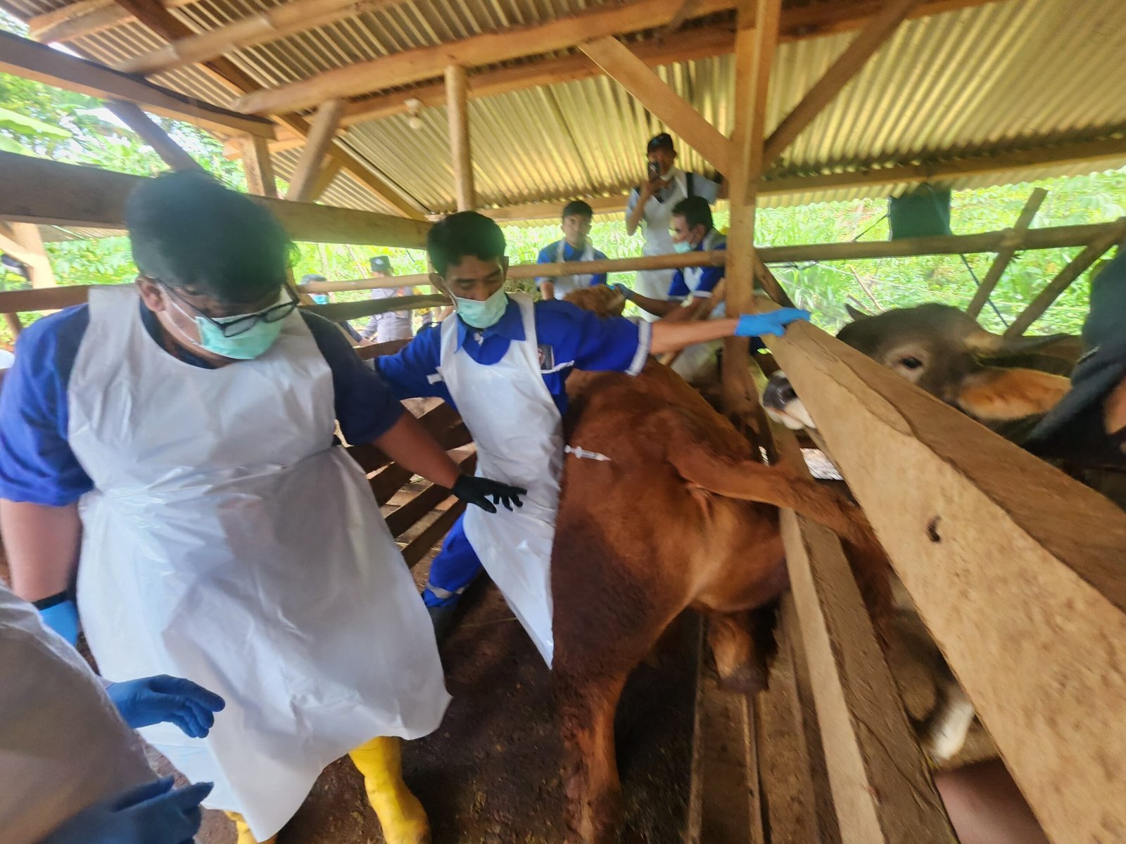 Cegah Penyebaran PMK dan Jaga Ketahanan Ekonomi Peternakan Pj Bupati Garut Pimimpin Gerakan Ring Vaksinasi PMK di Desa Cilampuyang-Malangbong
