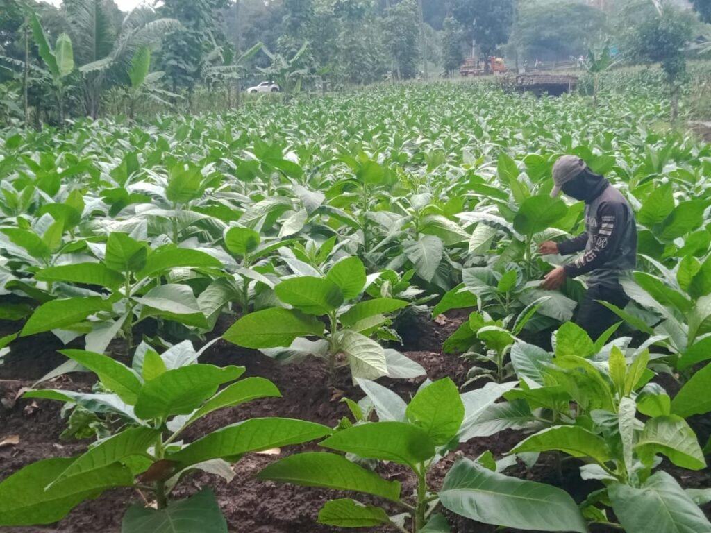 Apa Imbauan Sekda Formalitas? Petani di Garut Menjerit Pupuk Subsidi Mahal